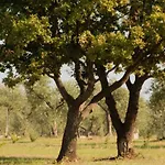 Terre Di Sveva