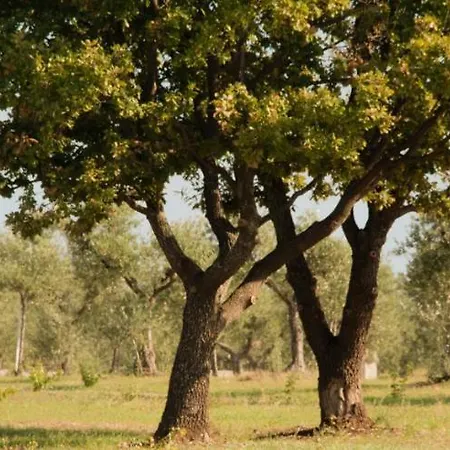Terre Di Sveva