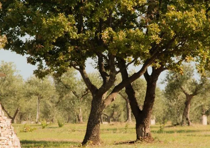 Terre Di Sveva